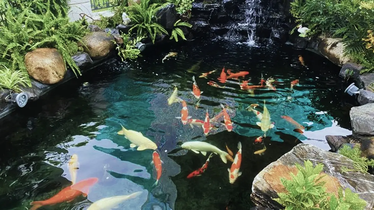 Ikan hias mudah dipelihara ini cocok untuk pemula, dari guppy, cupang, neon tetra hingga corydoras yang cantik.