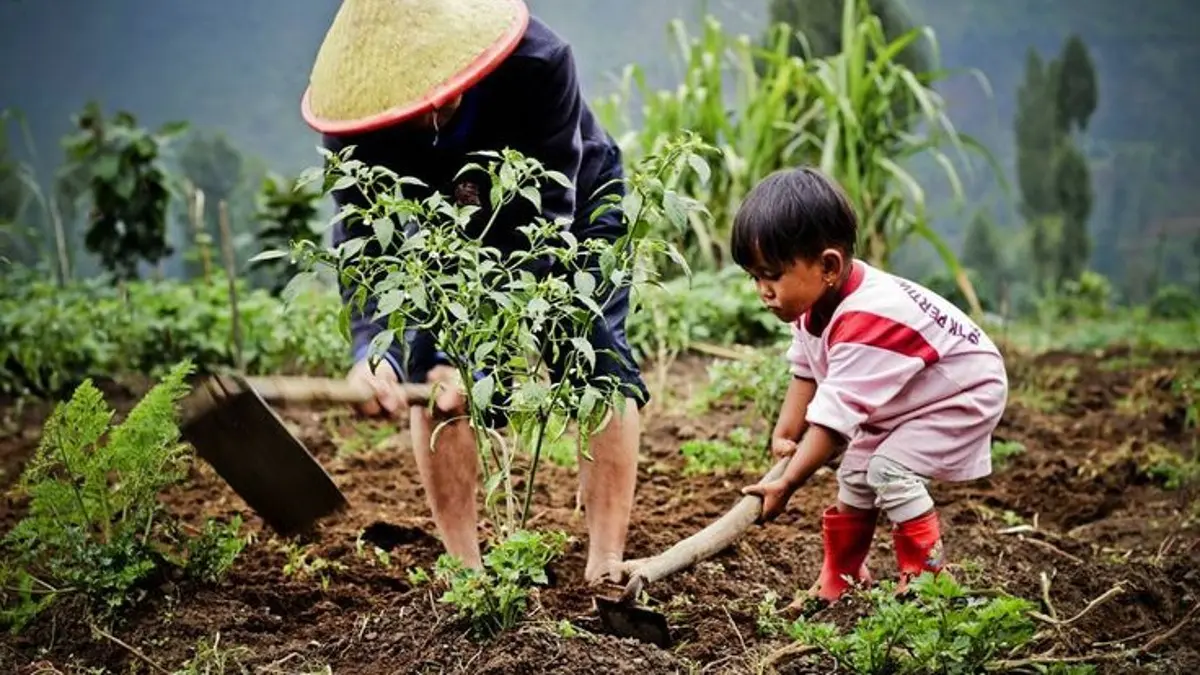 Menanam cabai rawit di galon bekas bisa menghasilkan tanaman lebat. Simak cara membuat pot hingga panen dalam 80 hari. (PINTEREST)