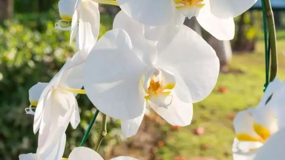 22 jenis anggrek bulan Indonesia memiliki karakter dan habitat berbeda dari Sumatera, Kalimantan hingga Flores. (Pinterest)