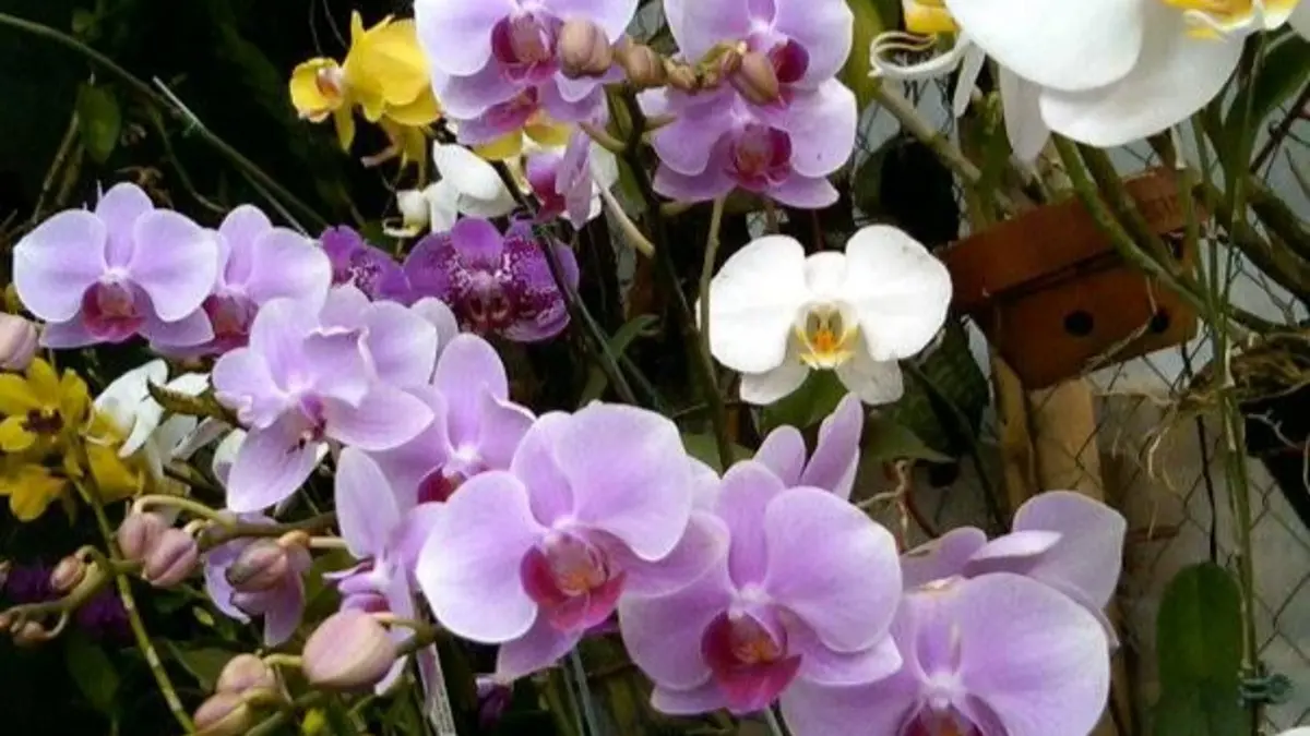 22 jenis anggrek bulan Indonesia punya habitat dan karakter berbeda dari Sumatera hingga Nusa Tenggara. (Pinterest)