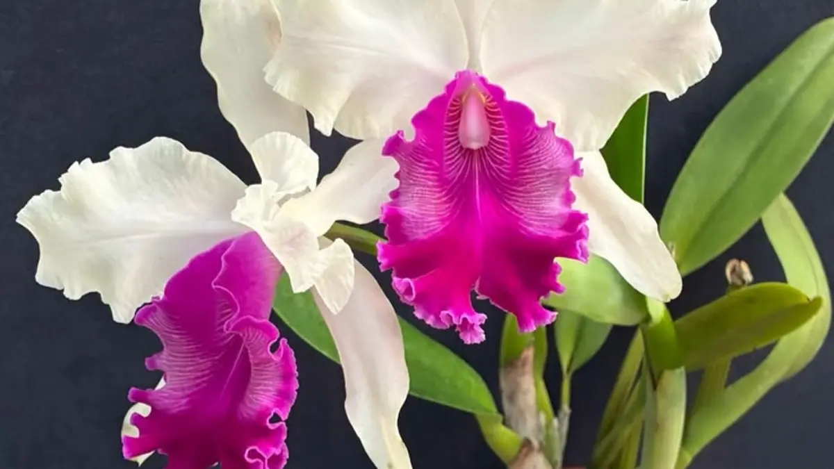 Anggrek Cattleya cepat berbunga dengan tunas dan pupuk tepat. Simak cahaya, media, penyiraman, dan sirkulasi udara.(Pinterest)