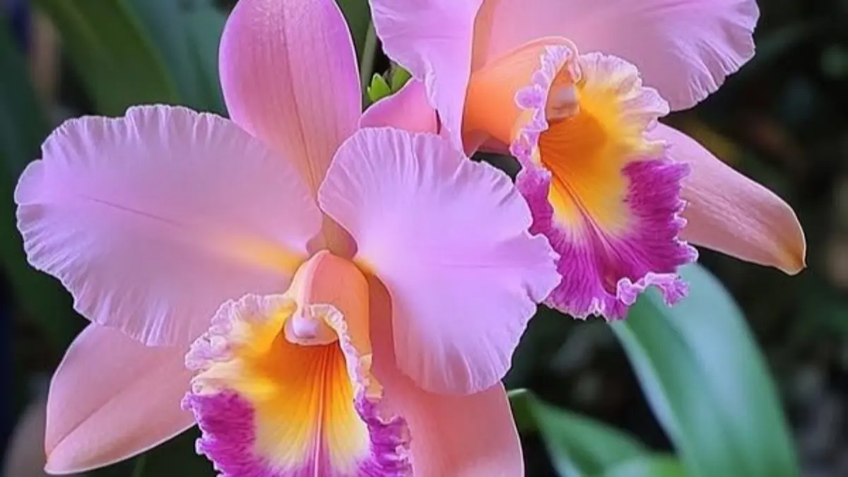 Anggrek Cattleya cepat berbunga dimulai dari tunas sehat. Simak pupuk, cahaya, media, dan penyiramannya.(Pinterest)