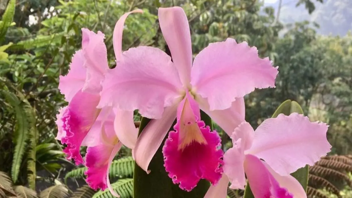 Anggrek Cattleya sulit berbunga? Simak cara merawat tunas, pupuk, cahaya, media tanam, dan penyiramannya.(Pinterest)