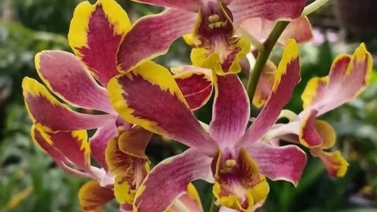 Anggrek dendrobium Albertii disebut langka dan harum, dengan satu tangkai mampu menghasilkan lebih dari 25 kuntum. (Pinterest)