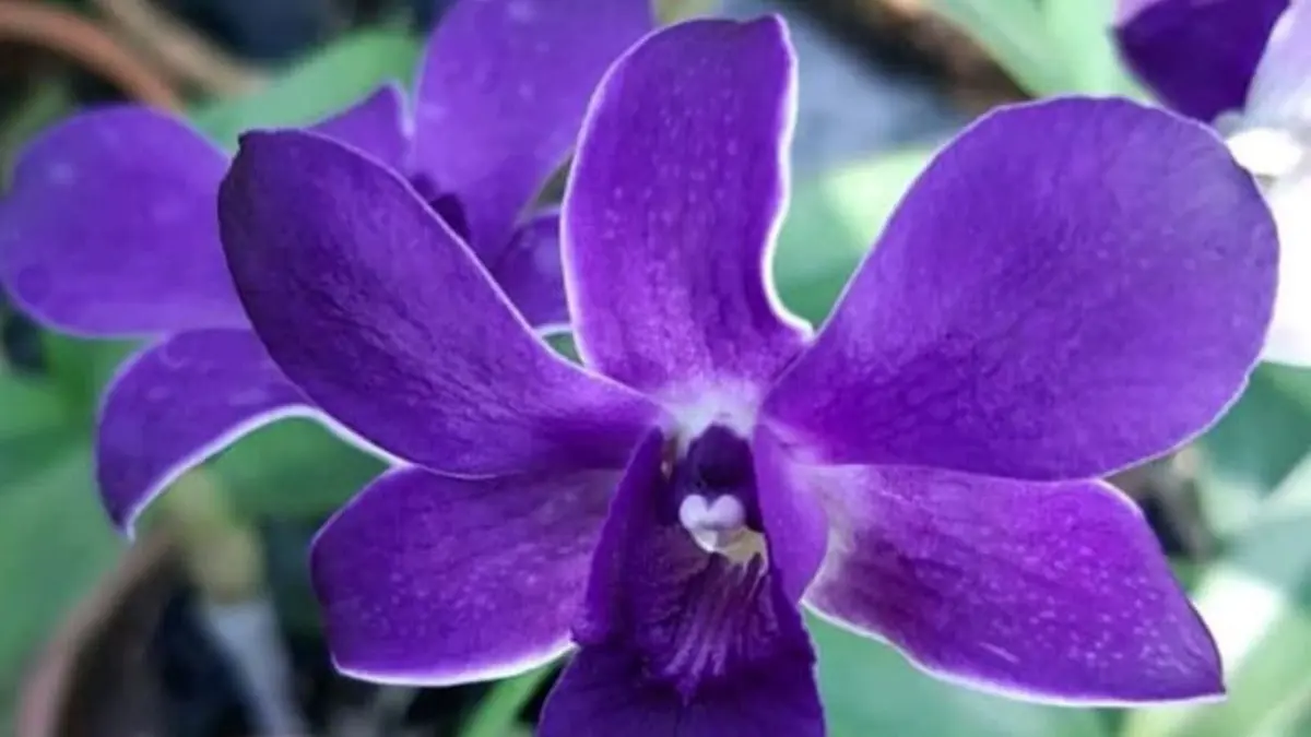 Anggrek dendrobium Albertii disebut langka, harum, dan mampu menghasilkan bunga melimpah dalam satu tanaman. (Pinterest)