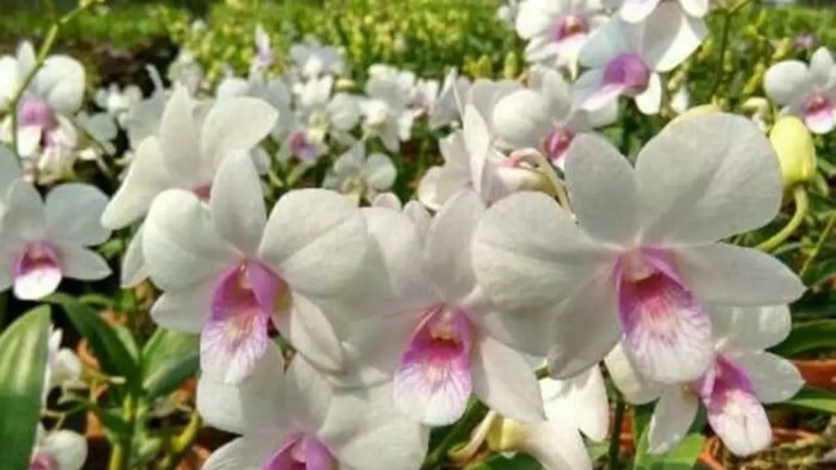 Anggrek dendrobium dalam ulasan Anggrek Jawabarat disebut langka, harum, dan memiliki bunga yang sangat lebat. (Pinterest)