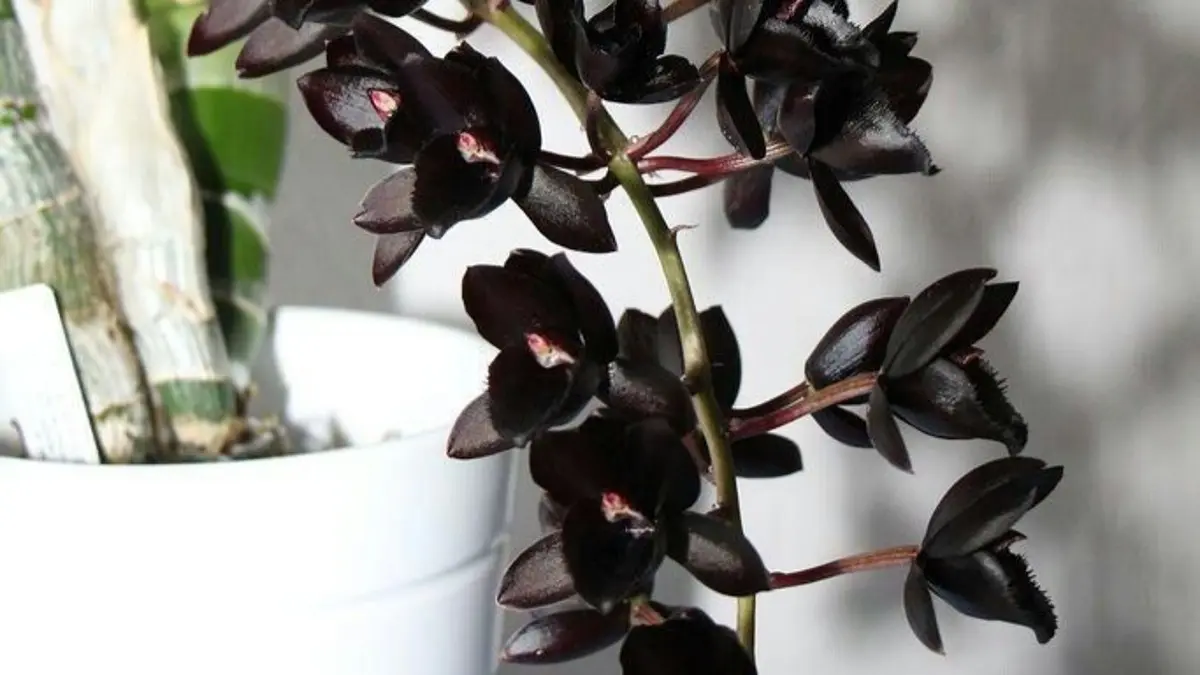 Anggrek Hitam Kalimantan punya bunga hijau dengan bagian tengah hitam dan aroma wangi. Simak cara adaptasi dan perawatannya.(Pinterest)