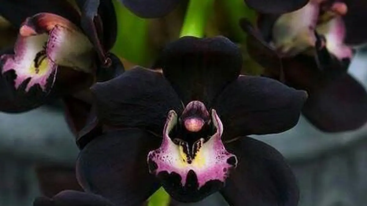 Anggrek Hitam memiliki bunga hijau dengan labellum hitam dan aroma wangi. Kenali proses adaptasi serta cara perawatannya.(Pinterest)
