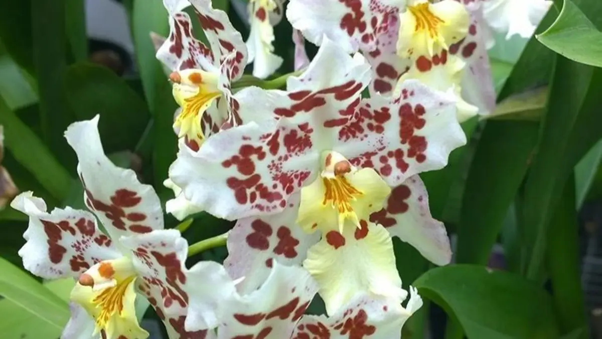 Anggrek Oncidium mudah dirawat dengan media tepat. Simak cara menjaga daun, tunas, kelembapan, dan menghindari matahari.(Pinterest)