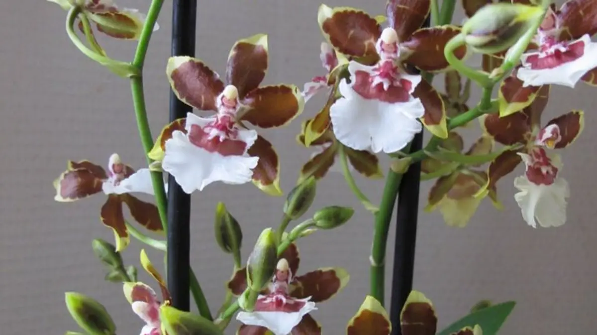 Anggrek Oncidium tak boleh asal ditaruh. Kenali cara menjaga media, daun, cahaya, dan sirkulasi udara agar tetap sehat.(Pinterest)