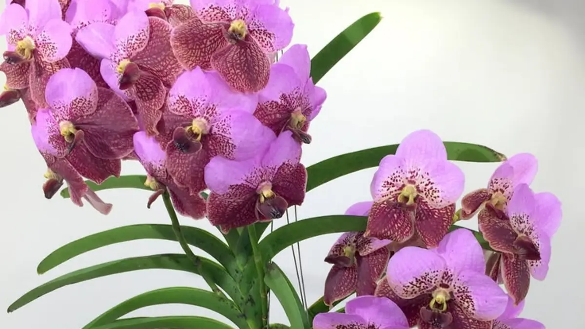 Anggrek Vanda dipilih di lingkungan lembap. Simak Vanda Lombokensis, perawatan, dan tips membeli anggrek online.(Pinterest)