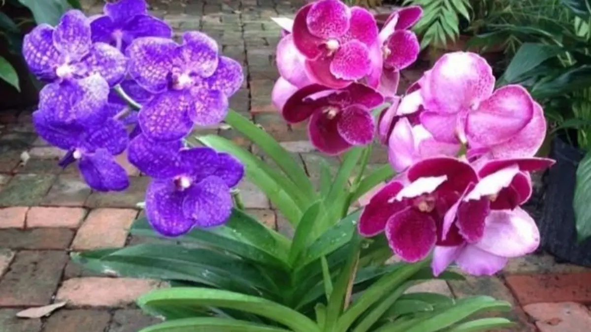Anggrek Vanda jadi pilihan kolektor sibuk. Simak tips perawatan, Vanda Lombokensis, hingga cara aman membeli online.(Pinterest)