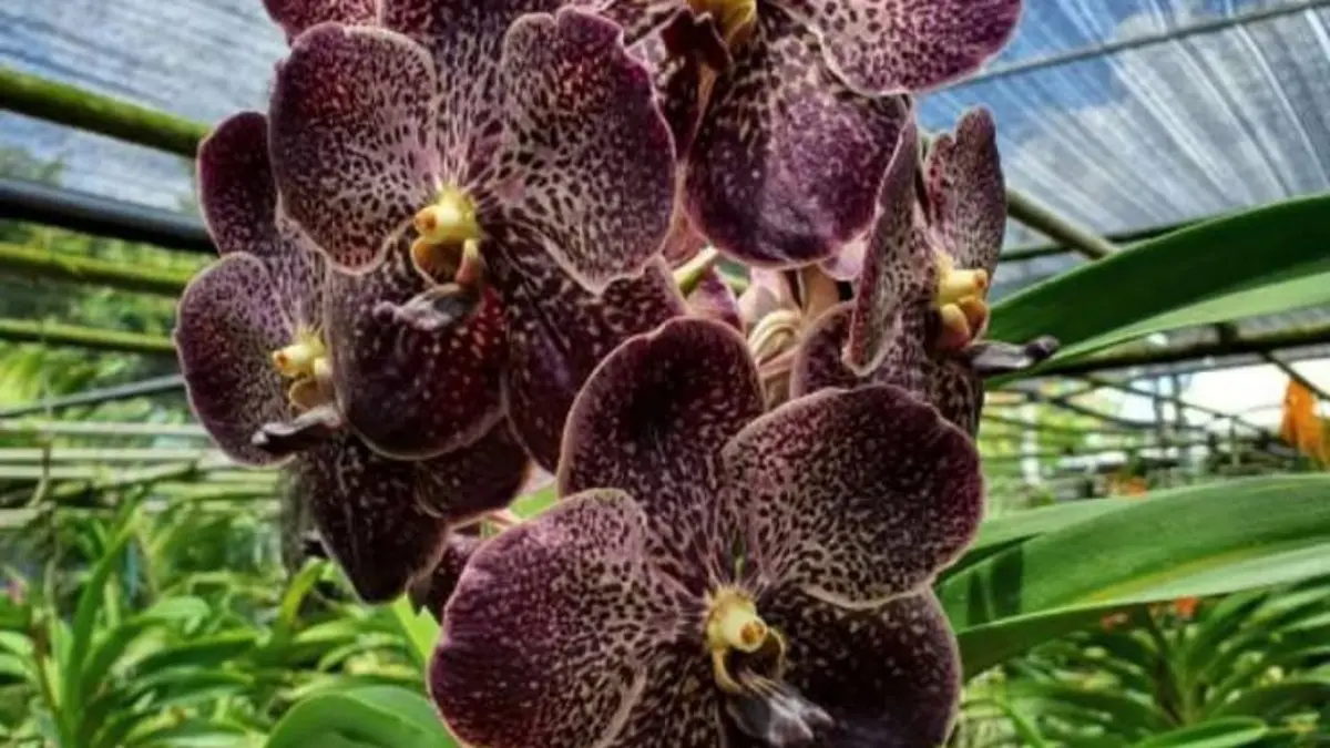 Anggrek Vanda tahan di lingkungan basah. Simak Vanda Lombokensis, cara merawat, dan tips membeli anggrek online.(Pinterest)
