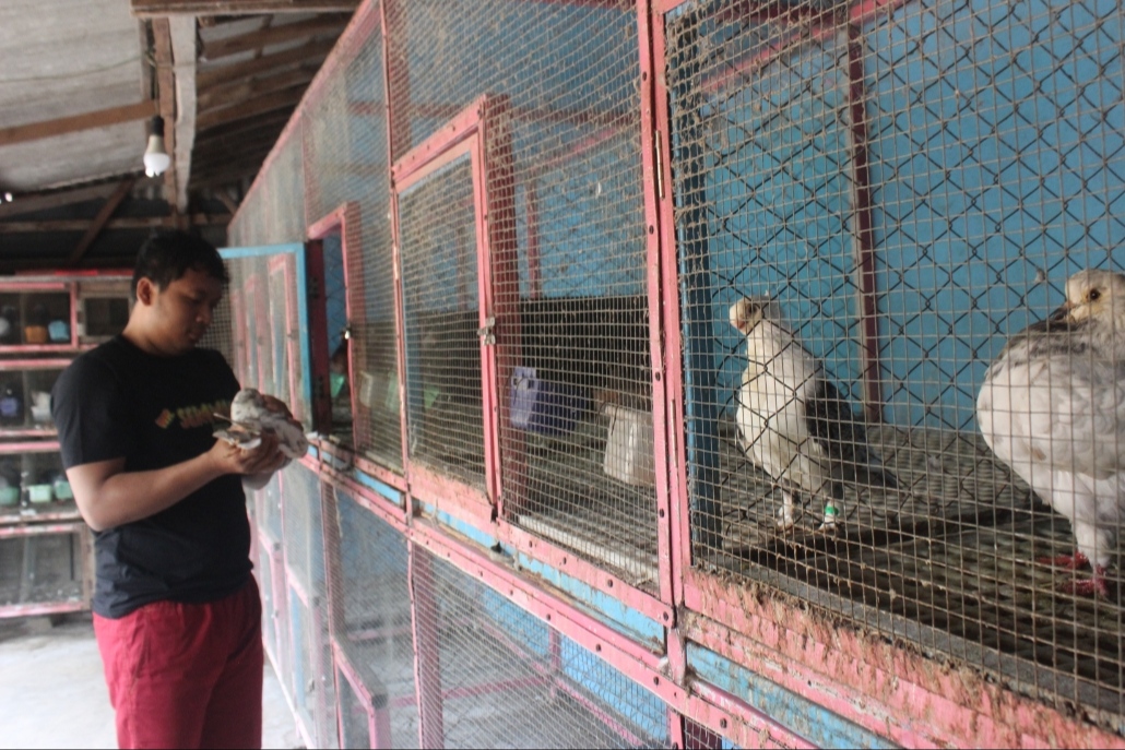 KHUSUS KONTES: Arif Hidayatullah menunjukkan burung merpati hias yang dirawat di kandang belakang rumahnya. (Asip / Radar Lamongan)