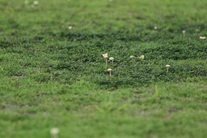 PERLU DIBERI OBAT: Tanaman liar masih ada di lapangan Gajahmada kompleks training ground. (ANJAR DWI PRADIPTA/RDR.LMG)