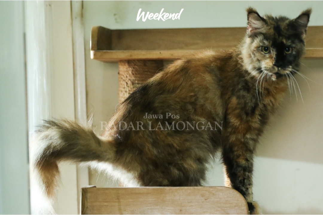 GARANG: Meski tampak galak, tapi kucing maine coon cukup bersahabat jika diajak bermain. (Anjar. / rdrlmg)