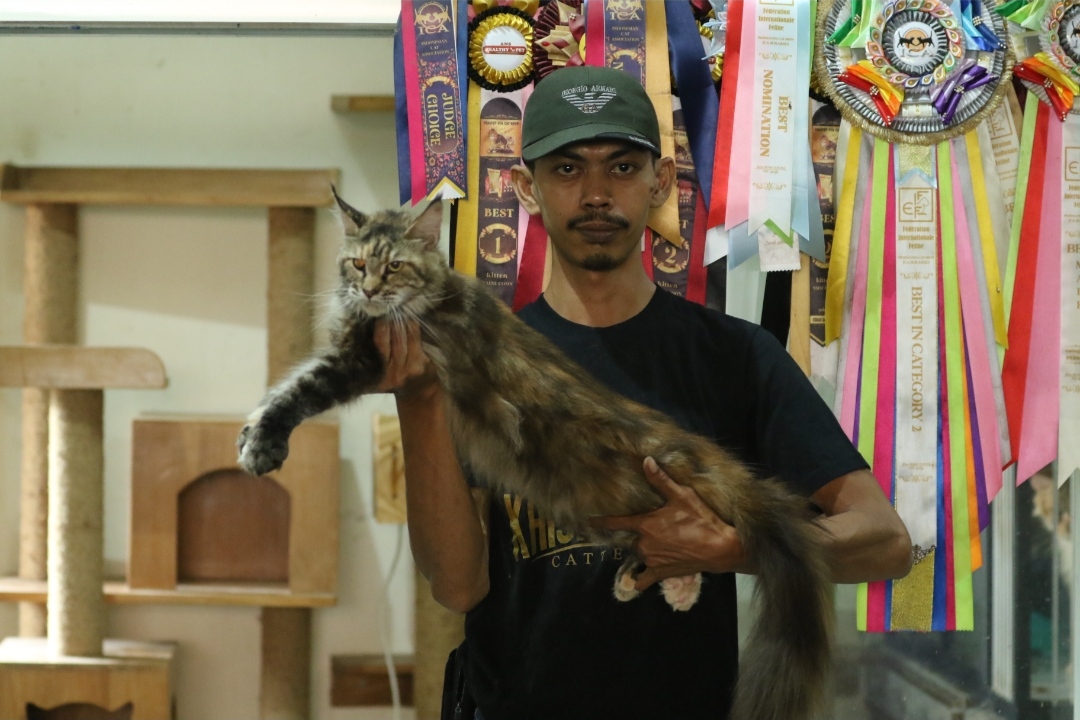 KENALI KARAKTERNYA : Karim, pecinta kucing asal Kelurahan Jetis Lamongan ini memiliki beberapa ekor kucing jenis Minecoon (Anjar. /rdrlmg)