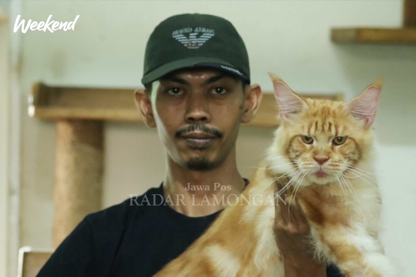 BERSERTIFIKAT: Abdul Karim menunjukkan salah satu kucing maine coon kesayangannya. (Anjar. / rdrlmg)