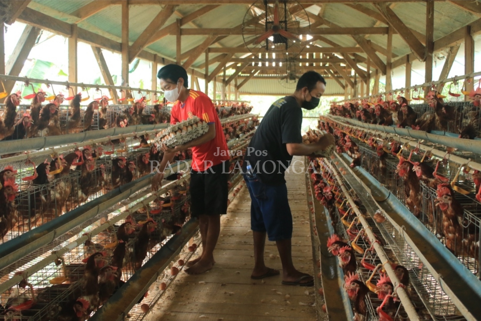 HARUS WASPADA: Disnakeswan Lamongan mengantisipasi cuaca yang berubah-ubah memicu penyakit pada ayam petelur. (Anjar. / rdrlmg)