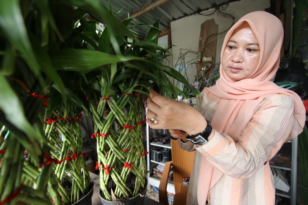 UNIK : Bambu rejeki bagi sebagian orang Tionghoa,tanaman ini dipercaya bisa bawa rejeki (Anjar. / rdrlmg)