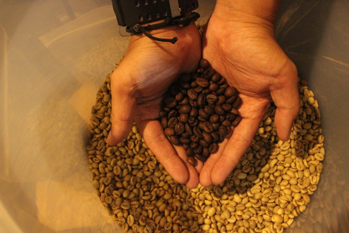 MASIH MENTAH: Biji kopi sebelum diolah menjadi bubuk. (DOK RADAR LAMONGAN)