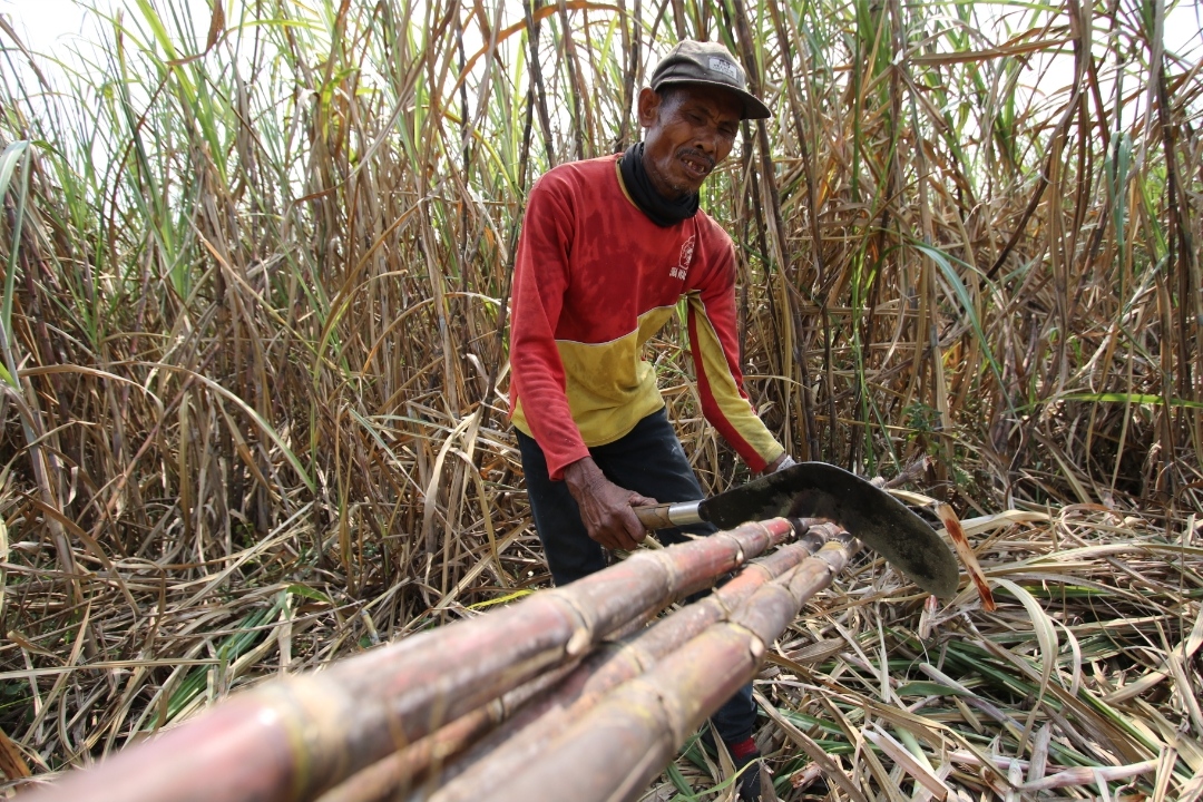 Harga tebu musim lalu yang cukup tinggi membuat petani bergairah untuk memperluas tanam tebu (anjar. /rdrlmg)