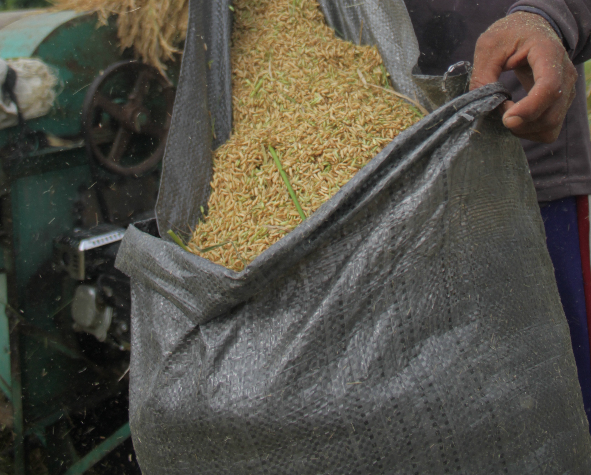 HARGA TERUS TURUN: Gabah petani setelah panen. (DOK/RDR.LMG)