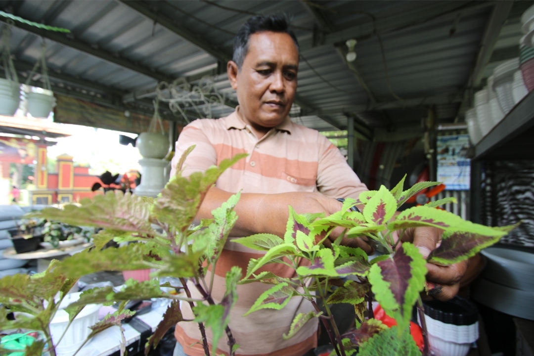 Tanaman hias Miana, banyak digemari penghobi bunga (Anjar. / Rdrlmg)