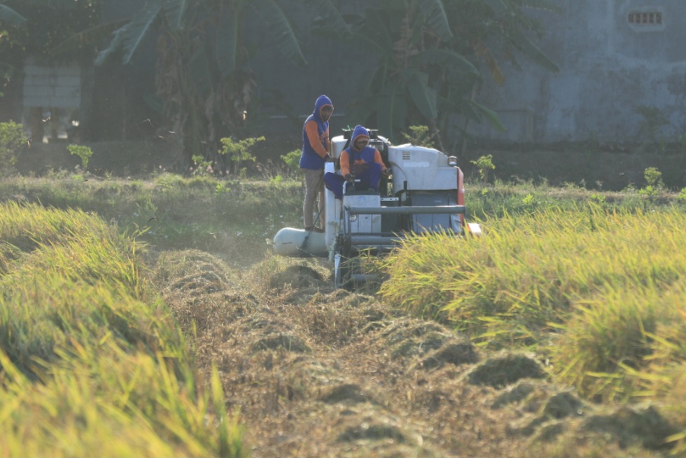 MELIMPAH: Produktifitas panen raya di Lamongan musim ini mencapai 7,4 ton.(Anjar D. Pradipta / Radar Lamongan)