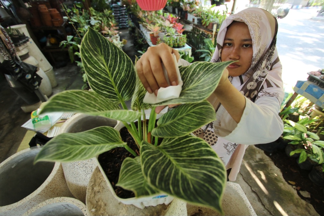 RUTIN: Pemilik tanaman philodendron birkin harus intens membersihkan dari serangga dan penyakit yang bisa merusak daun. (Anjar / Radar Lamongan)