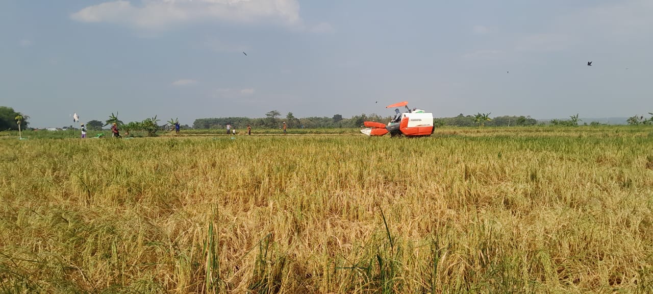 ADA ANCAMAN HAMA: Tanaman padi yang menguning. Di dua kecamatan, saat ini ada serangan hama potong leher. (DOK/RDR.LMG)