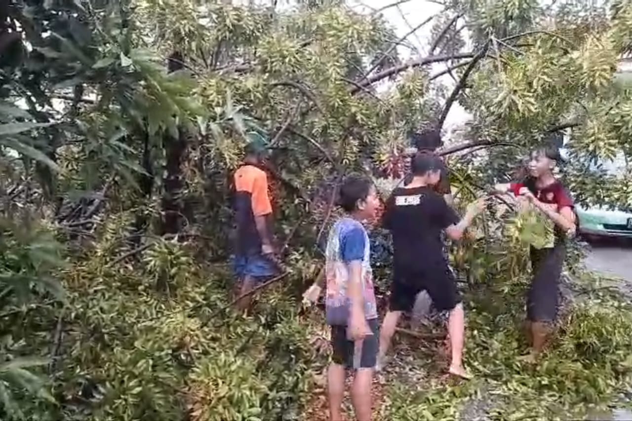 Beberapa pohon di Kecamatan Glagah tumbang di terjang angin kencang, Senin (3/6) (istimewa / Radar Lamongan)