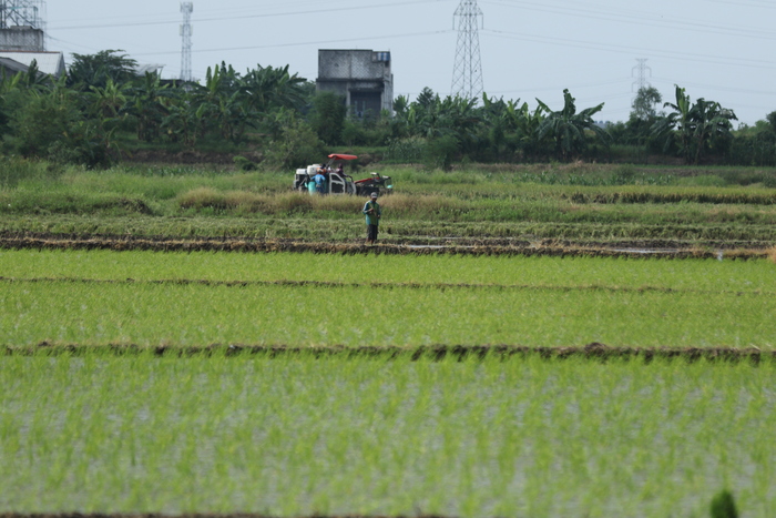 Anomali cuaca ekstrem, produsen pangan seperti kabupaten Lamongan membutuhkan tenaga ahli mitigasi iklim. (Dok/Radar Lamongan) 