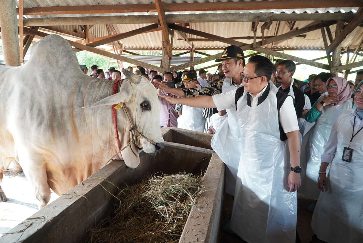 SAPI SUDAH DIPESAN PRESIDEN JOKOWI: Sapi milik peternak di Kecamatan Solokuro sudah dipesan Presiden Jokowi. (KOMINFO/RDR.LMG)
