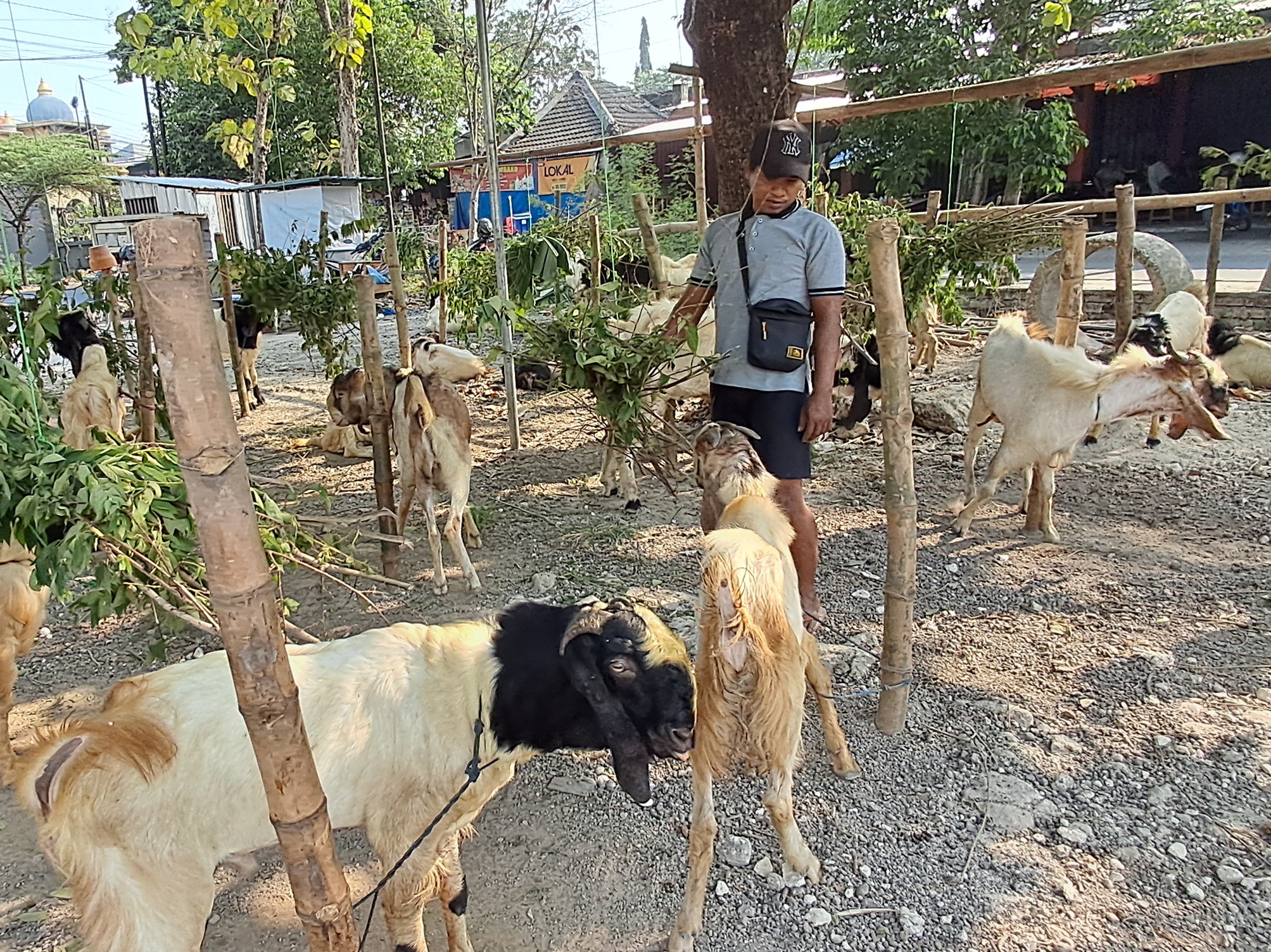 MASIH SEPI: Salah satu tempat penjualan kambing untuk kurban di Kecamatan Lamongan. (GAMAL A/RADAR LAMONGAN)