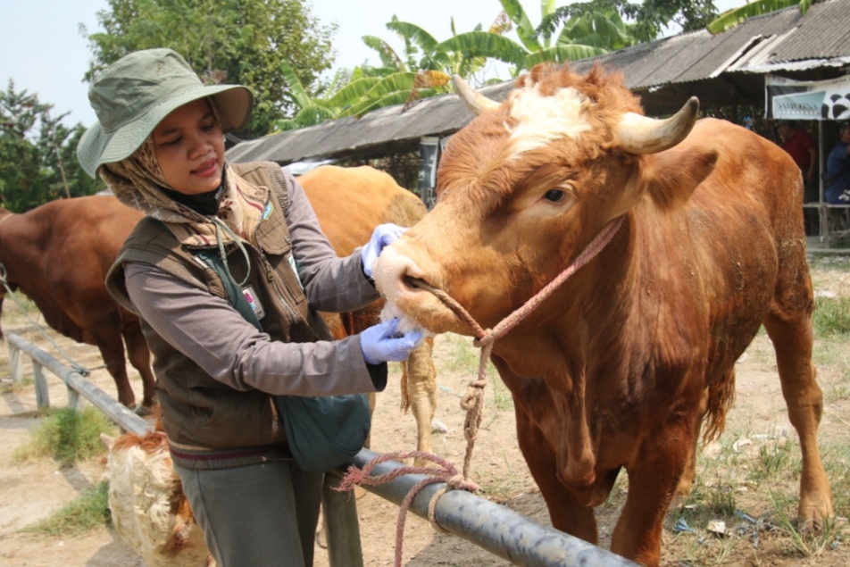 ANTISIPASI: Salah satu dokter hewan sedang memeriksa sapi yang dijual di Pasar Hewan Tikung, Minggu (16/6). (Anjar D. Pradipta / Radar Lamongan)
