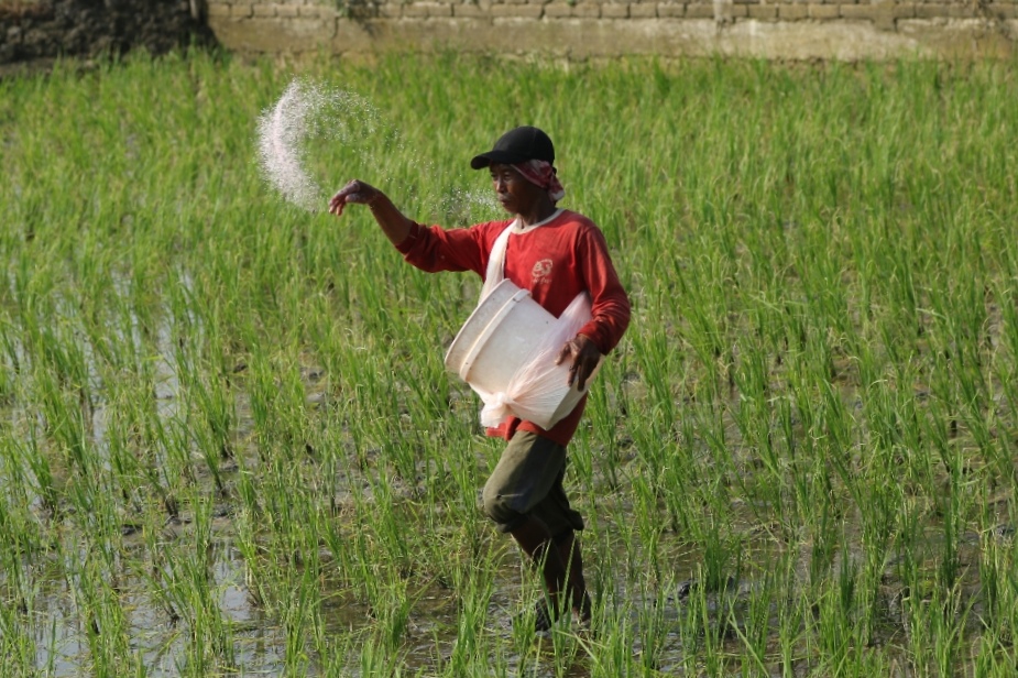 MULAI TANAM: Petani berharap agar kebutuhan pupuk subsidi bisa terpenuhi, di tengah cuaca panas ekstrem yang melanda (Anjar / Radar Lamongan)