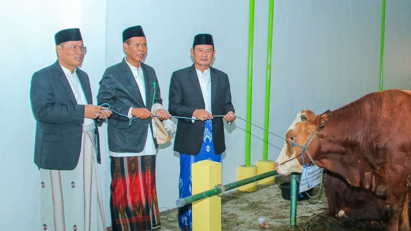 SIAP DISEMBELIH: Sapi yang disiapkan untuk kurban di kompleks Masjid Al Azhar. (HUMAS KOMINFO/RDR.LMG)