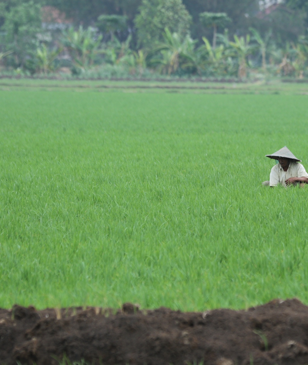 DIINGATKAN TIDAK GUNAKAN LISTRIK: Tanaman padi di salah satu sawah petani. Dinas terkait mengingatkan untuk melawan hama tikus menggunakan metode yang tidak memanfaatkan aliran listrik. (DOK/RDR.LMG)