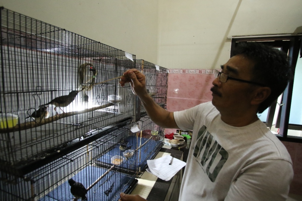 PENGARUHI SUARA: Sukirman saat memberikan burung murai makan jangkrik alam hasil produksi sendri. (Anjar. / Radar Lamongan)