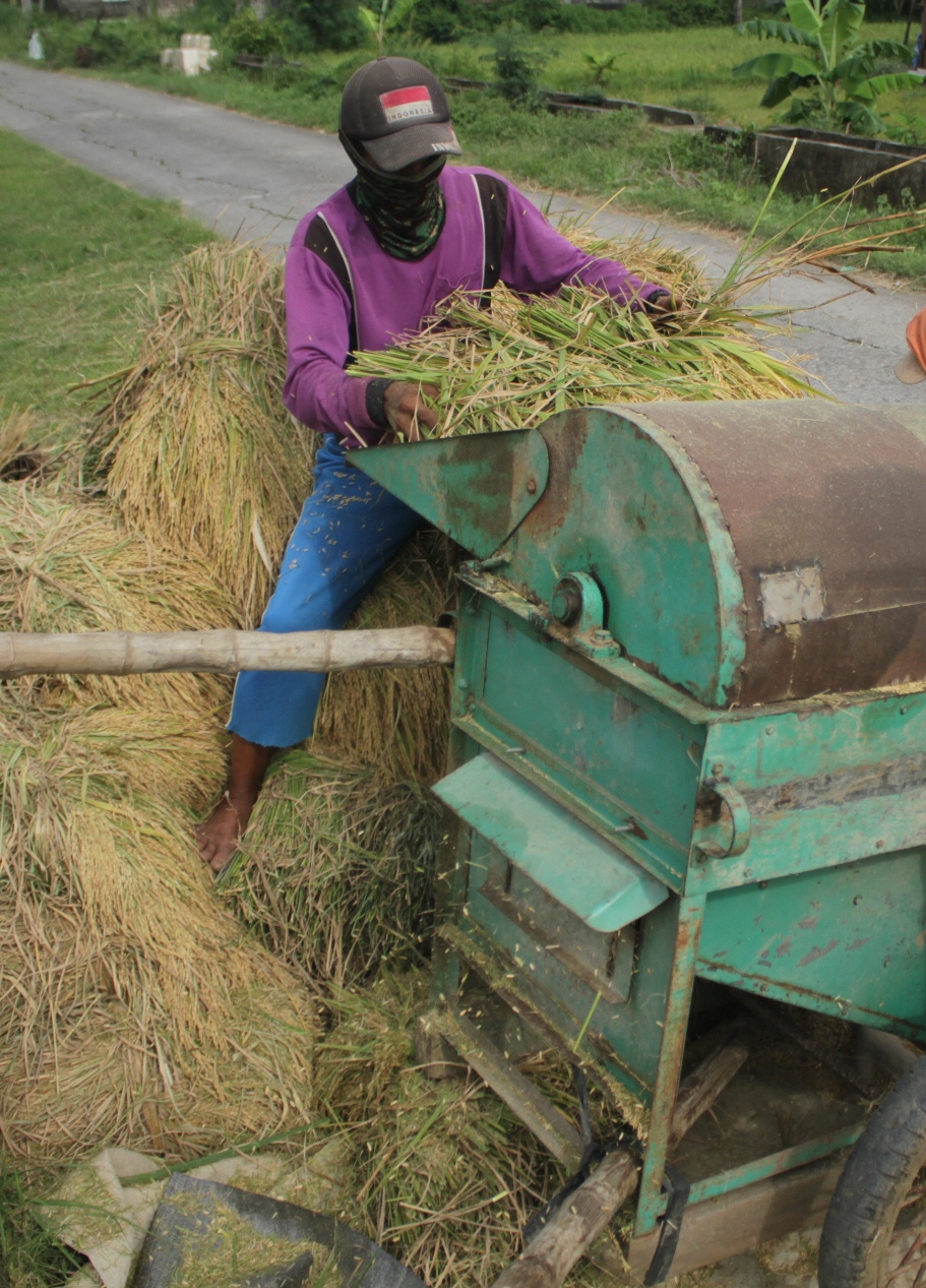 PANEN: Petani memisahkan gabah menggunakan mesin tradisional. (DOK/RDR.LMG)