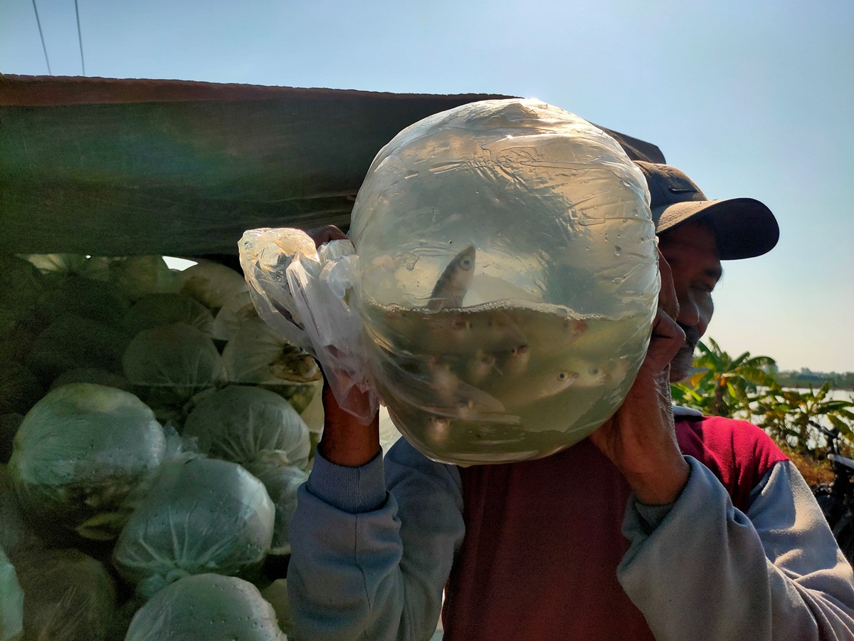 TIDAK BISA BESAR: Petambak yang memasukkan bandeng hasil panennya ke plastik. (ASIP A/RDR.LMG)
