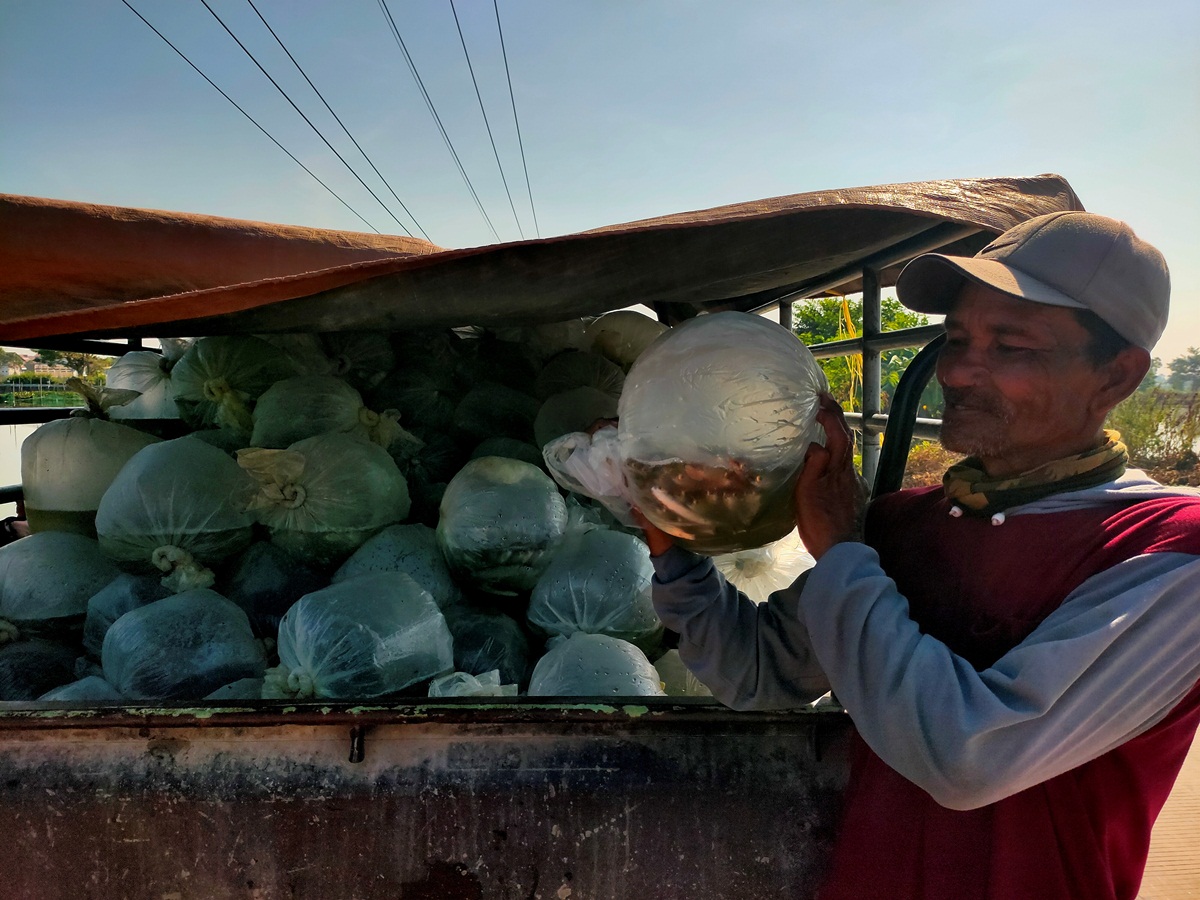 PANEN YANG TIDAK MENGGEMBIRAKAN: Bandeng yang ukurannya kecil - kecil ketika dipanen. (ASIP A/RDR.LMG)