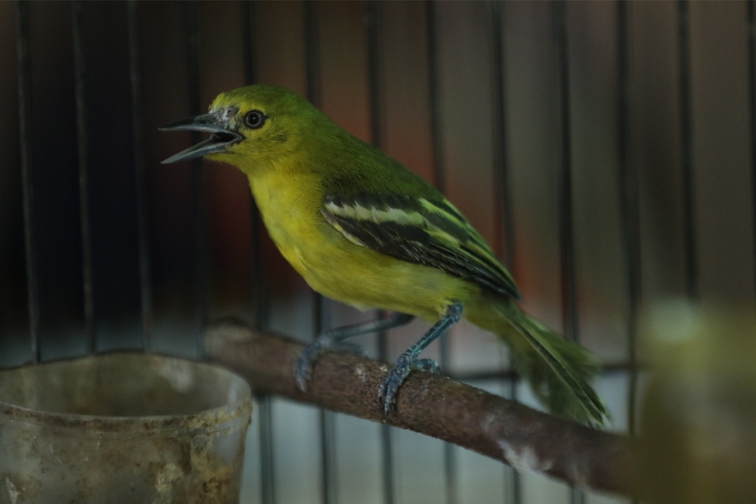 HARGA TERJANGKAU: Burung sirpu memiliki banyak penamaan, seperti cipoh kacat, sirtu, cipo, dan kunyit kecil. (Anjar D. Pradipta / Radar Lamongan)