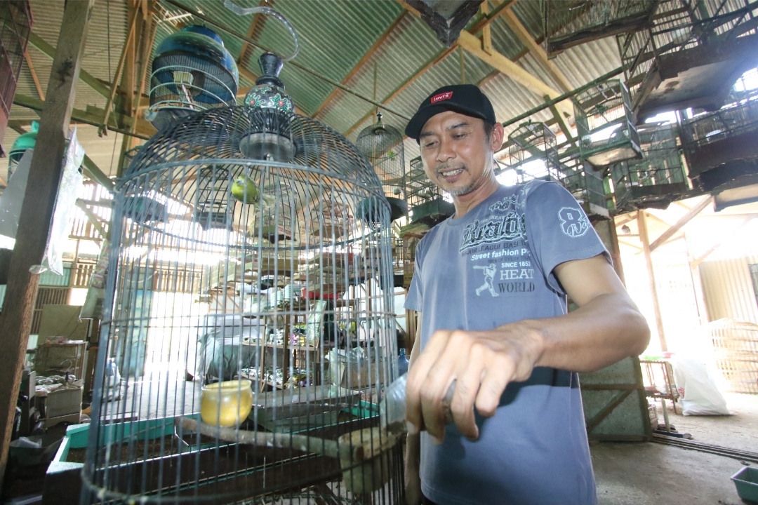 PERAWATAN MUDAH: Hadi Purwono saat memberikan makanan salah satu sangkar berisi burung sirpu.  (Anjar D. Pradipta / Radar Lamongan)