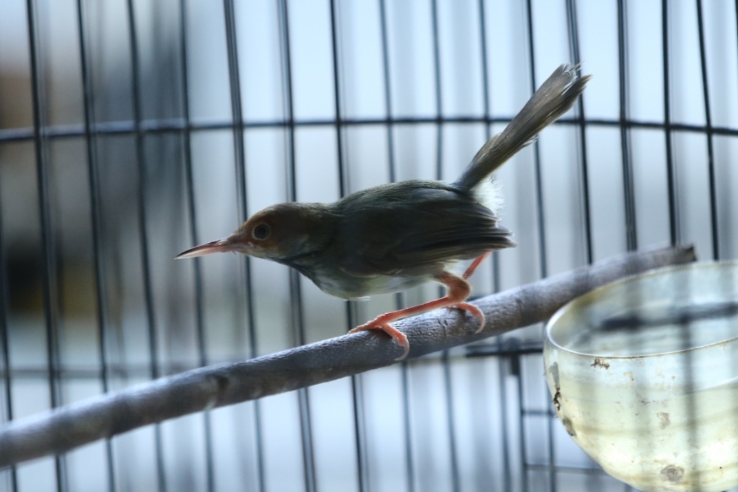 MUNGIL: Prenjak cukup familier di kalangan pehobi burung.  (Anjar D. Pradipta / Radar Lamongan)