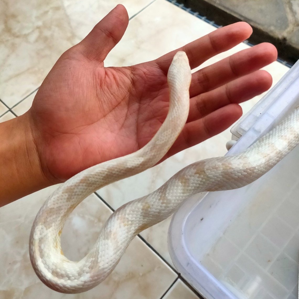 HARUS BERADAPTASI: Corn snake yang merupakan satwa habitat asli Benua Amerika, yang mulai dilirik pehobi ular di Lamongan (Asip A. / Radar Lamongan)