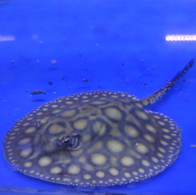 PERAWATAN MUDAH: Ikan pari air tawar black diamond hybrid dan arwana silver albino harus memperhatikan air dan kualitas pakan.