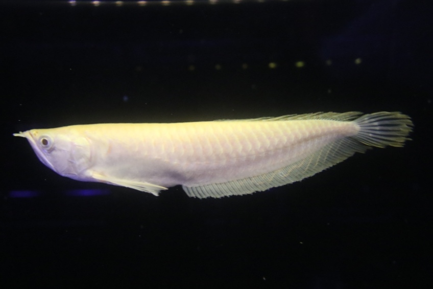 PERAWATAN MUDAH: Ikan pari air tawar black diamond hybrid dan arwana silver albino harus memperhatikan air dan kualitas pakan.