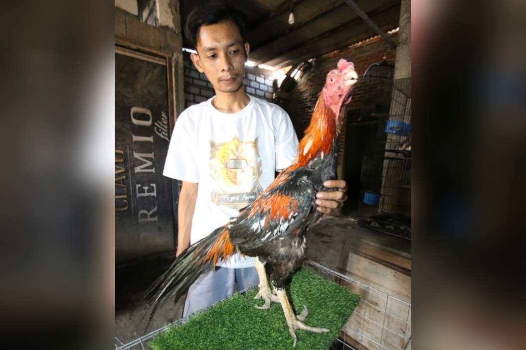 PERAWATAN KHUSUS: Khusnul Arif saat menunjukkan ayam ekor lidi yang dirawat di belakang rumahnya.&nbsp;